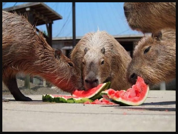 🌵 이즈 샤보텐 동물공원 이미지 10